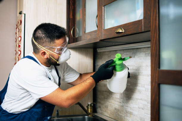 Best Rat Extermination Near Me  in Rowland Heights, CA