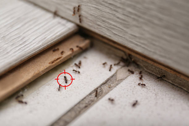 Best Spider Control Near Me  in Rowland Heights, CA