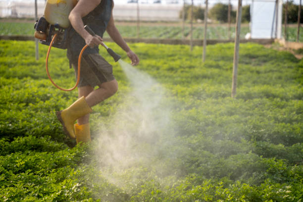 Best Emergency Pest Control  in Rowland Heights, CA