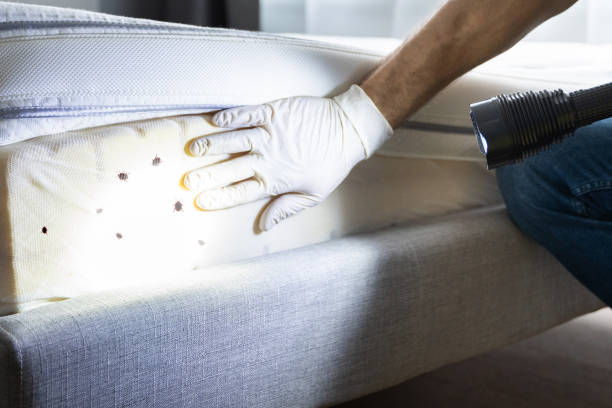 Best Residential Pest Control  in Rowland Heights, CA