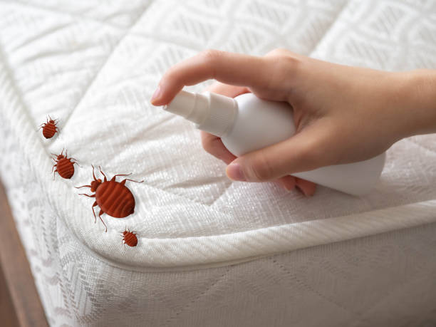 Best Bed Bug Extermination  in Rowland Heights, CA