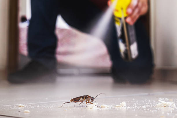 Spider Control Near Me in Rowland Heights, CA