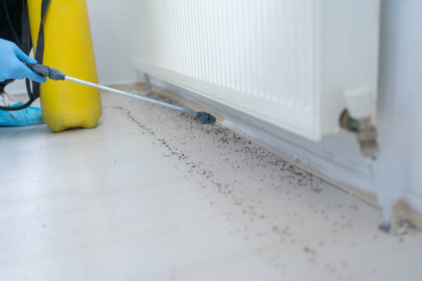 Best Local Pest Control Services  in Rowland Heights, CA