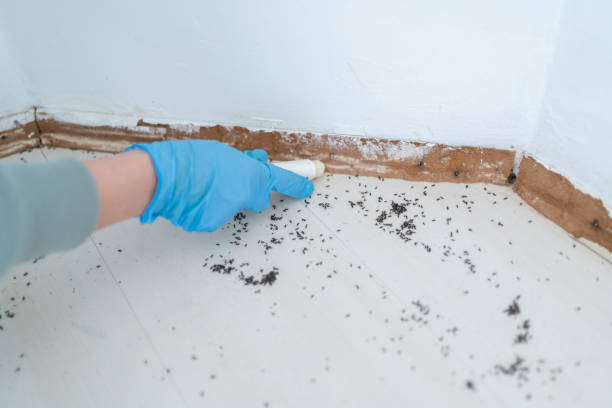 Best Bed Bug Extermination  in Rowland Heights, CA