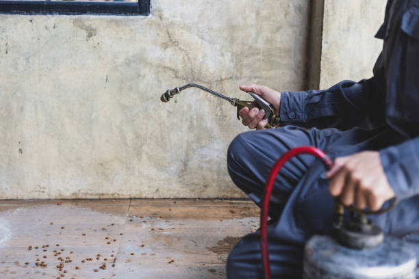 Best Affordable Pest Control Services  in Rowland Heights, CA